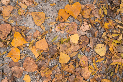 Obraz na płótnie Orange and yellow birch leafs on the ground w salonie