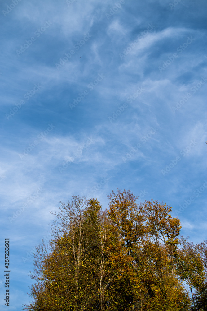 Blue sky over the trees in the forest Blue sky over the trees in the forest