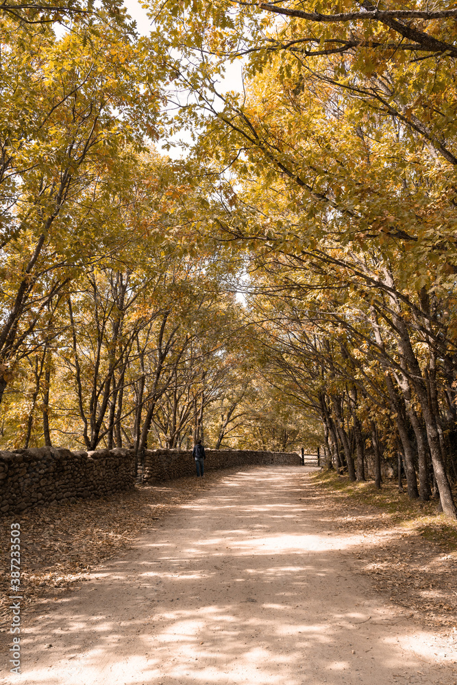 A road bordered by yellow autumn trees