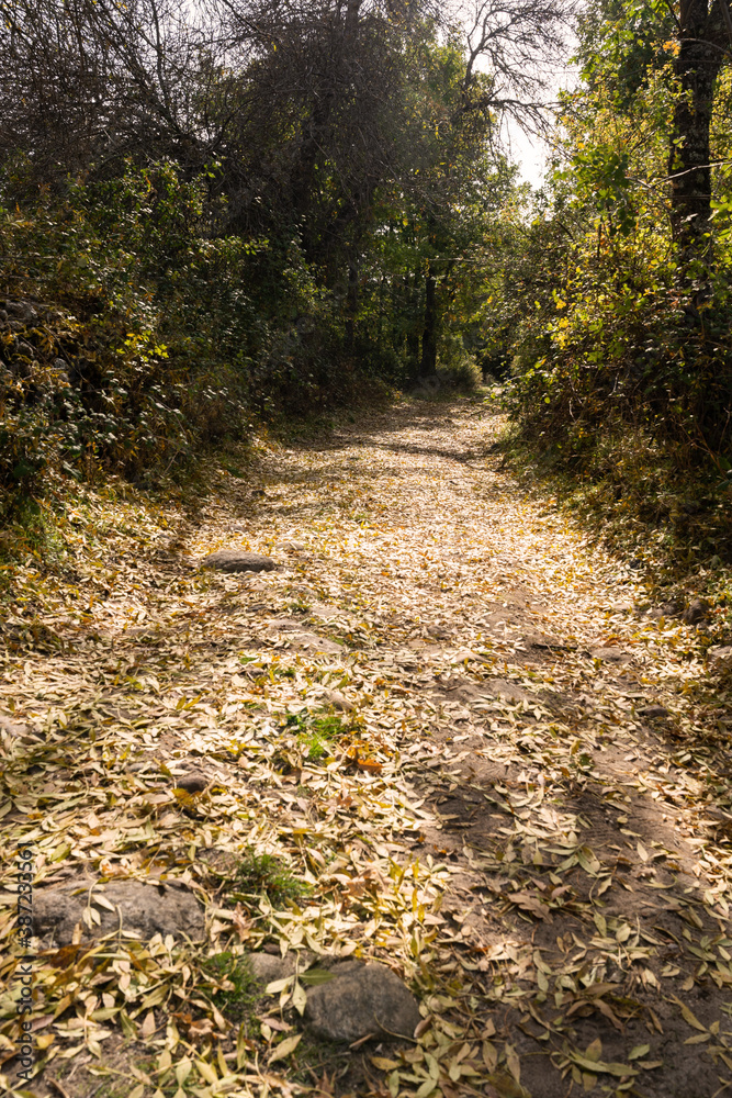 A path with fallen autumn leafs A path with fallen autumn leafs