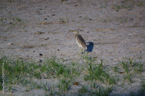 Javan pond heron on a land photo