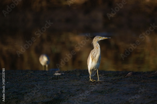 Javan pond heron on a land photo