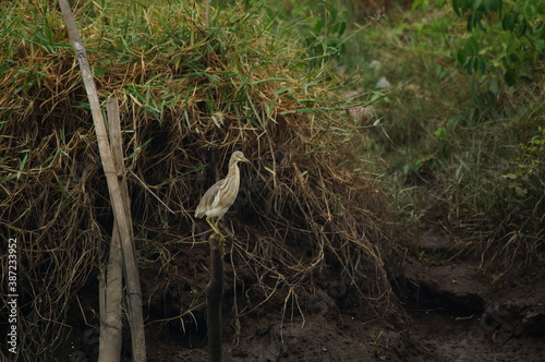 Javan pond heron on a branch photo