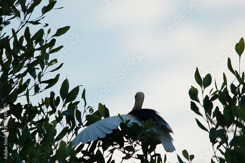 Javan pond heron on a tree branch photo