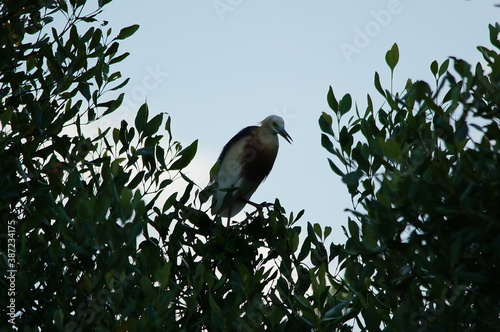 Javan pond heron on a tree branch photo