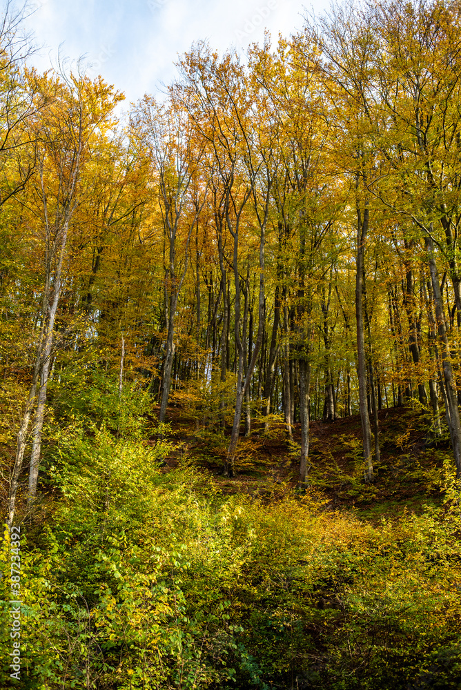 Beautiful autumn forest on a sunny day