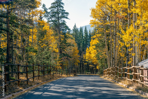 Road in forest with colorful autumn colors photo
