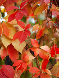 Colorful autumn leaves on natural background