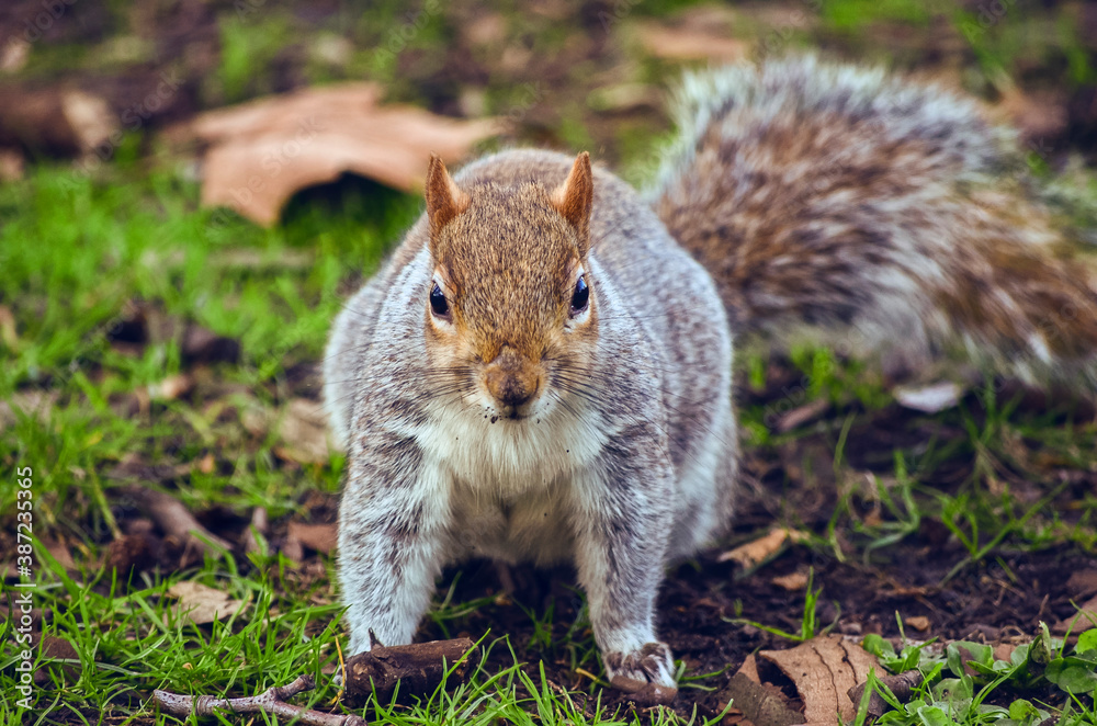 A cute squirrel in London park grass A cute squirrel in London park grass