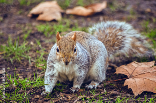 A cute squirrel in London park grass