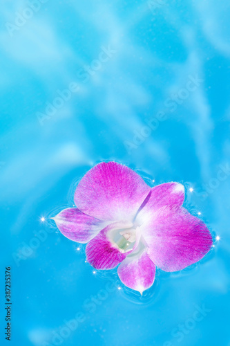 水面に浮かぶランの花