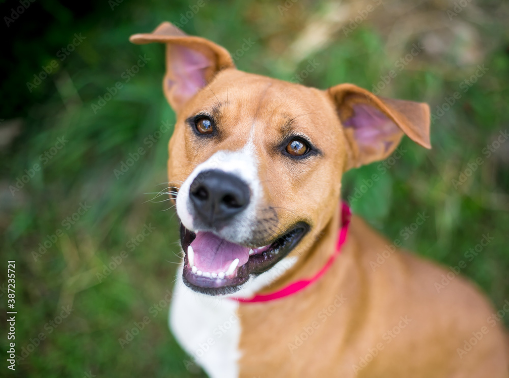 A red and white Terrier mixed breed dog with floppy ears looking up with a happy expression