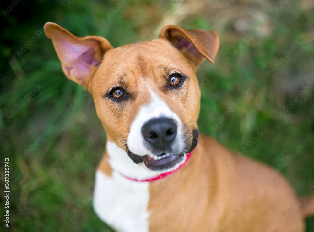 A red and white Terrier mixed breed dog with floppy ears looking up at the camera with a head tilt