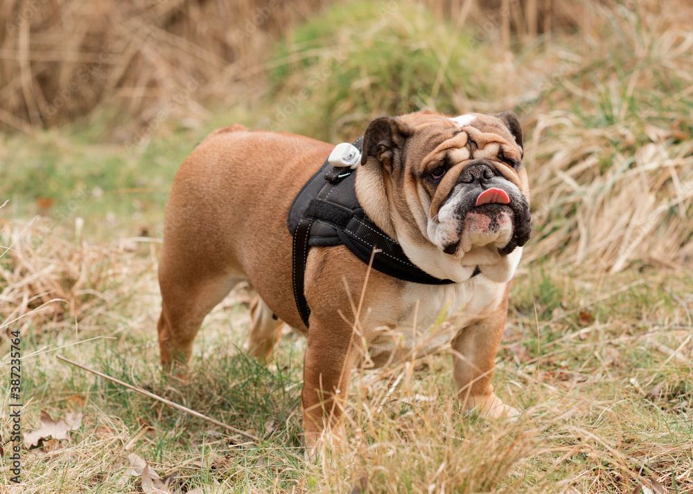 Red English/British Bulldog Dog out for a walk looking up sitting in the grass Red English/British Bulldog Dog out for a walk looking up sitting in the grass