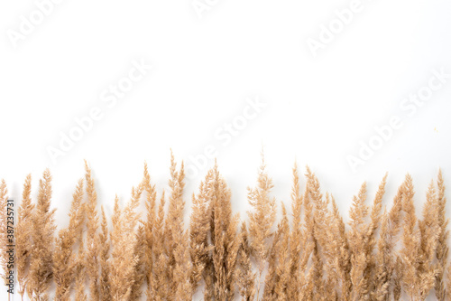 dried flower on a white backgrounddried reed flowers on a white background top view