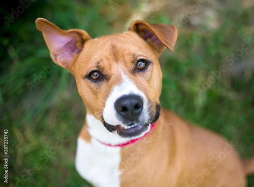 A red and white Terrier mixed breed dog with floppy ears looking up at the camera with a head tilt © Mary Swift