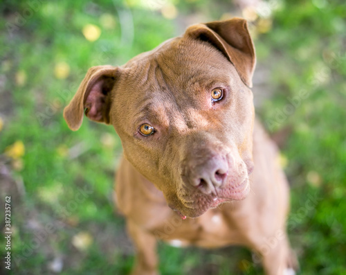 A brown Mastiff mixed breed dog looking up at the camera with a head tilt