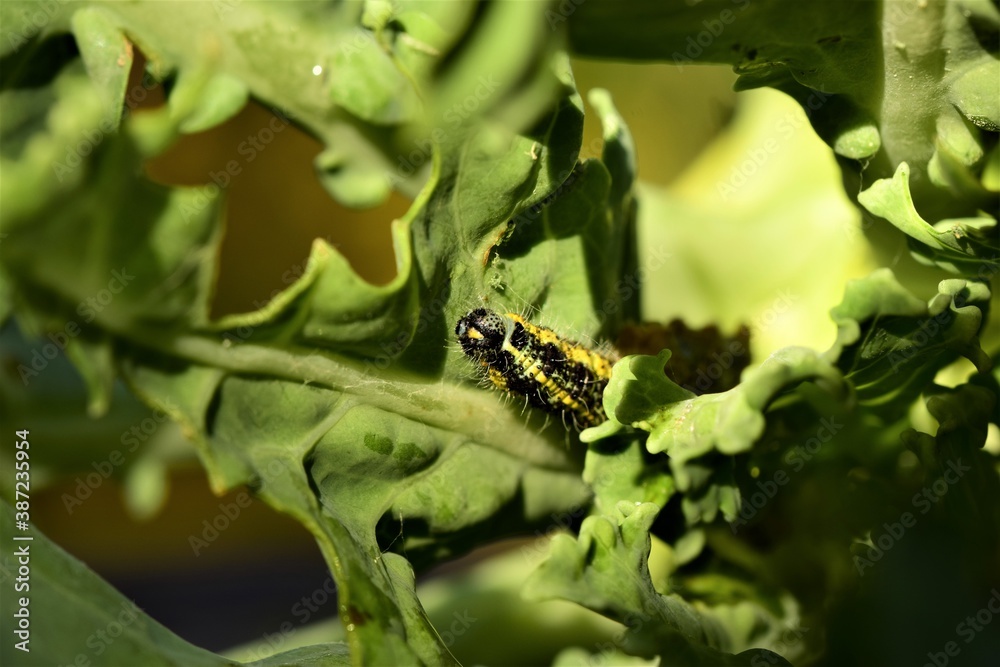 Cabbage caterpillar in the inside of a green cabbage leaf Cabbage caterpillar in the inside of a green cabbage leaf
