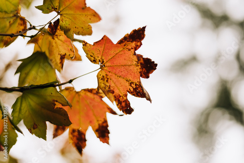 Selectively focused autumn leaves fall color with copy space