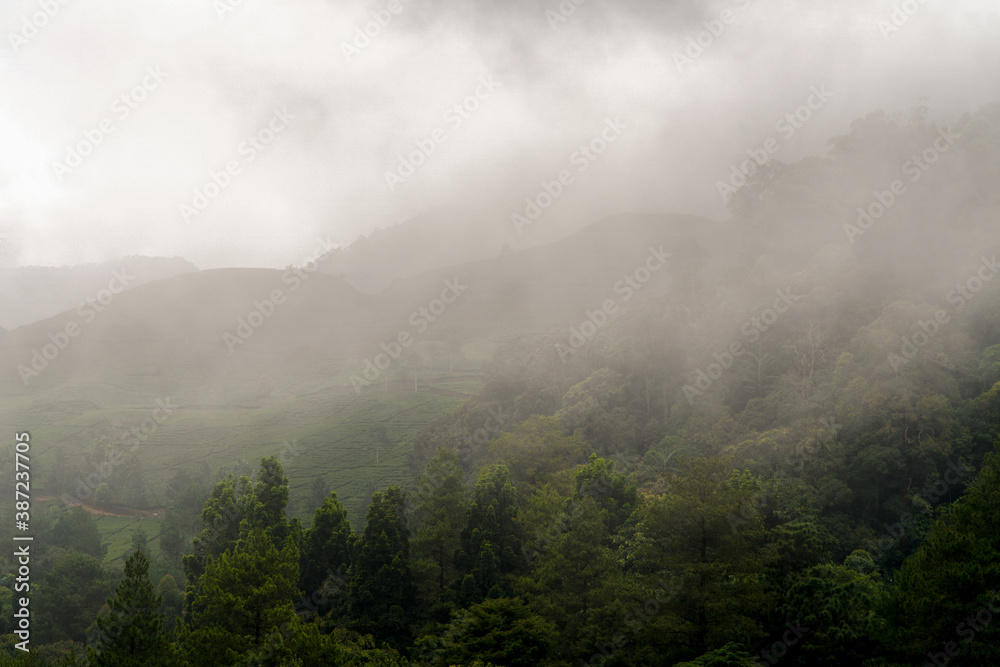 Mist in the mountains of Puncak, Bogor, Indonesia. Mist in the mountains of Puncak, Bogor, Indonesia.