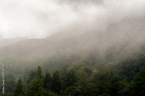 Mist in the mountains of Puncak, Bogor, Indonesia. © ardiwebs