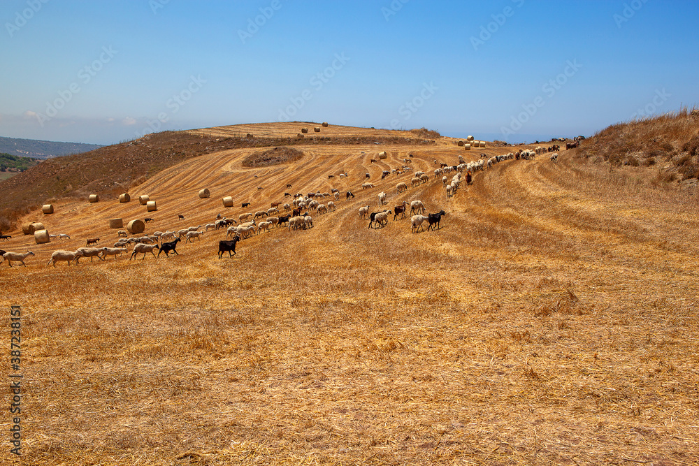 Obraz premium Goats on Cyprus