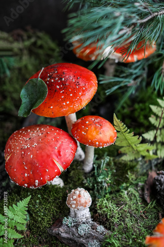 Forest fly agarics on green moss with fern and pine branches. Decorative composition made of amanita and natural materials. Red mushrooms.