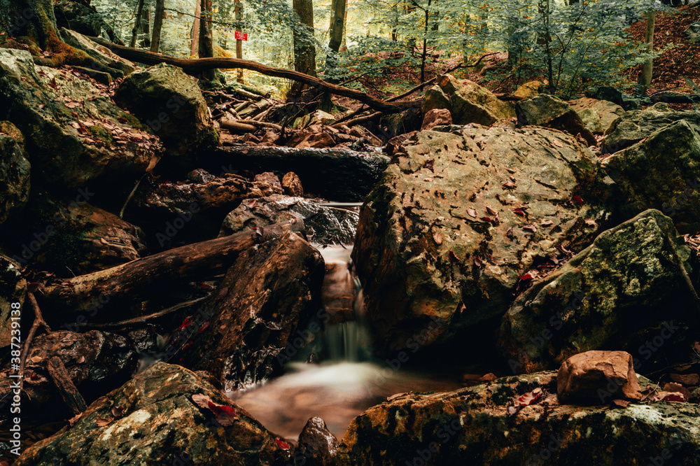 Fototapeta premium Forêts automnale