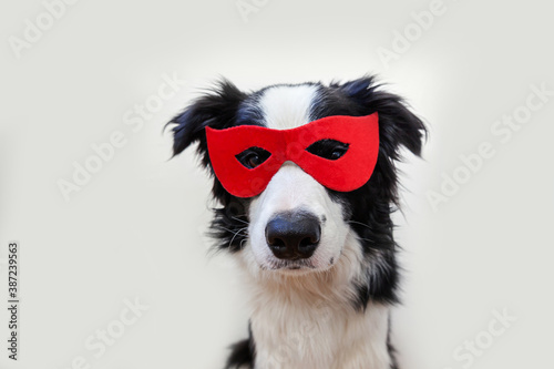 Funny studio portrait of cute smiling dog border collie in superhero costume isolated on white background. Puppy wearing red super hero mask in carnival or halloween. Justice help strenght concept.