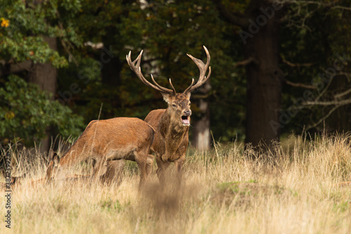 Adult red deer standing up and roaring while walking around his herd during rutting season at Richmond Park, London, United Kingdom. Rutting season last for 2 months during autumn