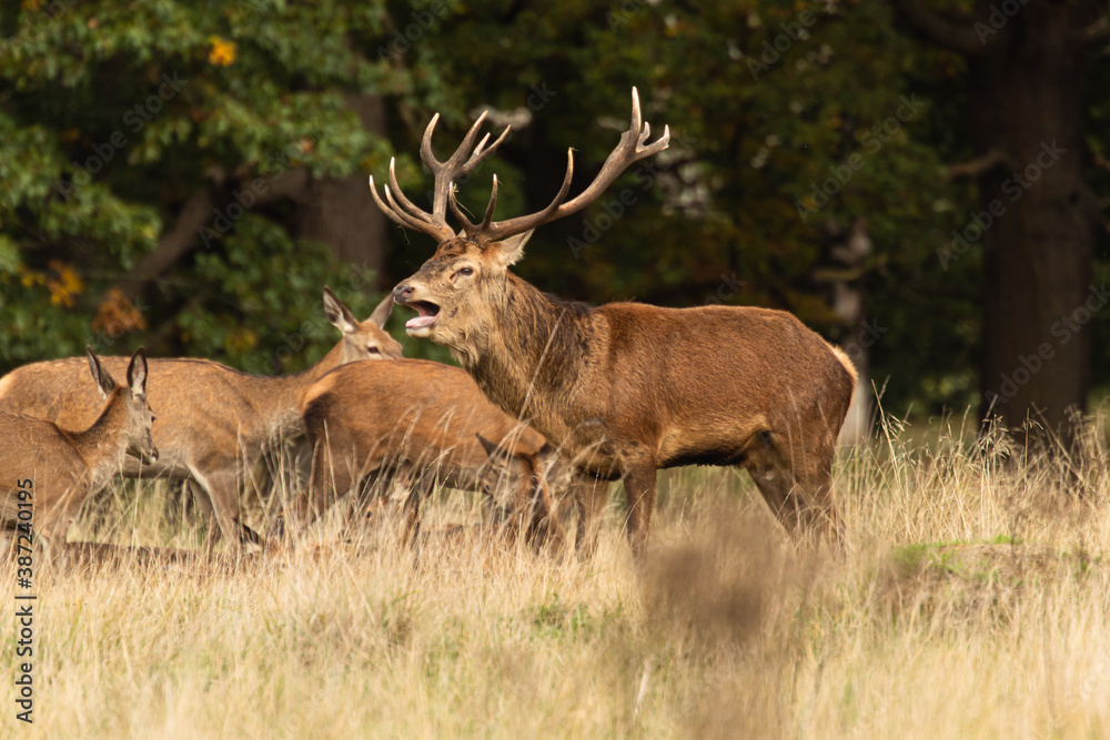 Adult red deer standing up and roaring while walking around his herd during rutting season at Richmond Park, London, United Kingdom. Rutting season last for 2 months during autumn Adult red deer standing up and roaring while walking around his herd during rutting season at Richmond Park, London, United Kingdom. Rutting season last for 2 months during autumn