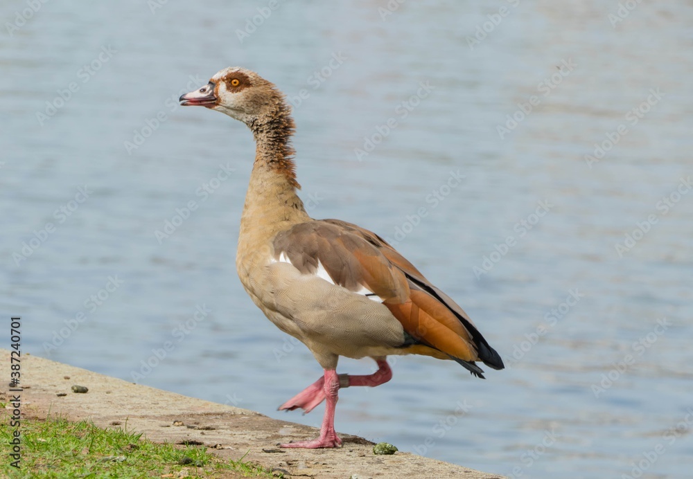 Nilgans an Main Nilgans an Main