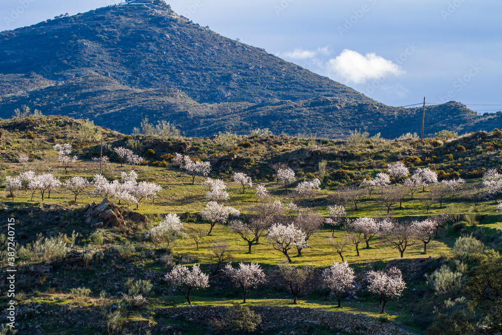 Mandelblüte in Andalusien, Sierra de los Filabres