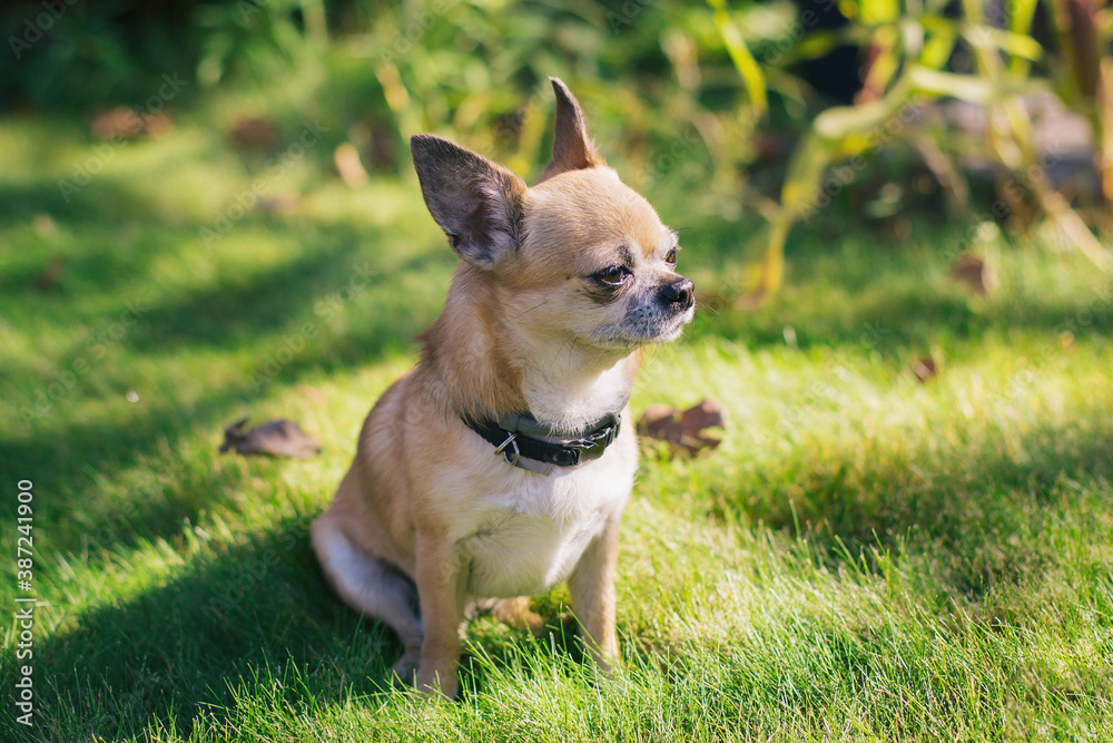 brown small chihuahua dog sits on a green meadow on a sunny autumn day 