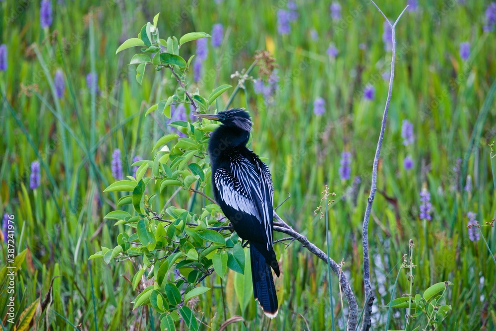 Fototapeta premium blackbird on a grass