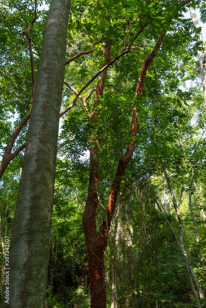 Fototapeta premium armeria 