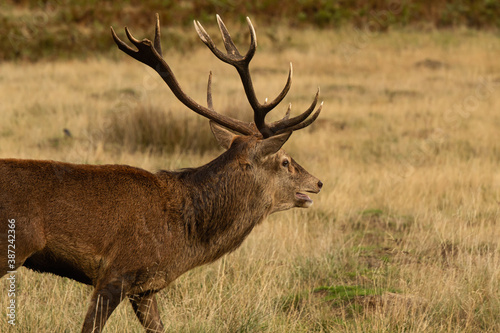 Adult red deer around his herd during rutting season at Richmond Park  London  United Kingdom. Rutting season last for 2 months during autumn