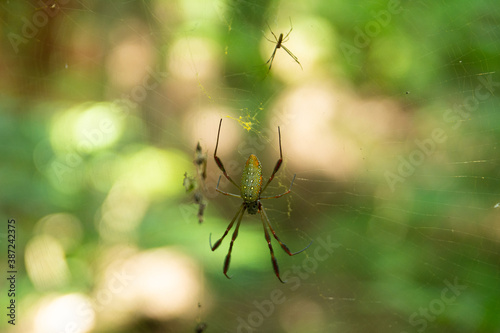 araña 