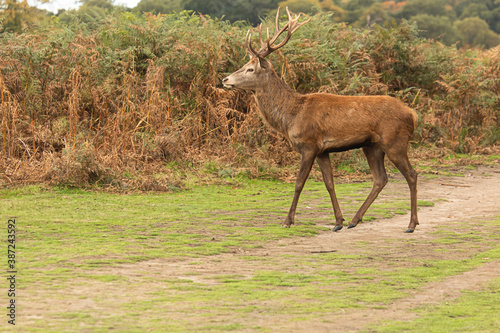 Young red deer walking around and looking for females during rutting season at Richmond Park, London, United Kingdom. Rutting season last for 2 months during autumn