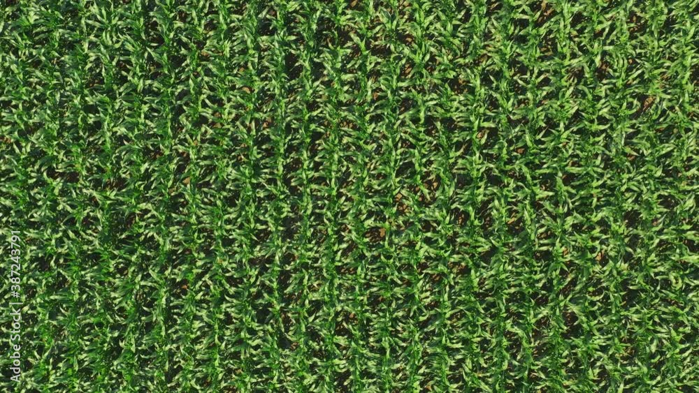 Corn field, aerial over the rows of corn stalks, excellent growth, ripening of the corn field. Agriculture theme.
