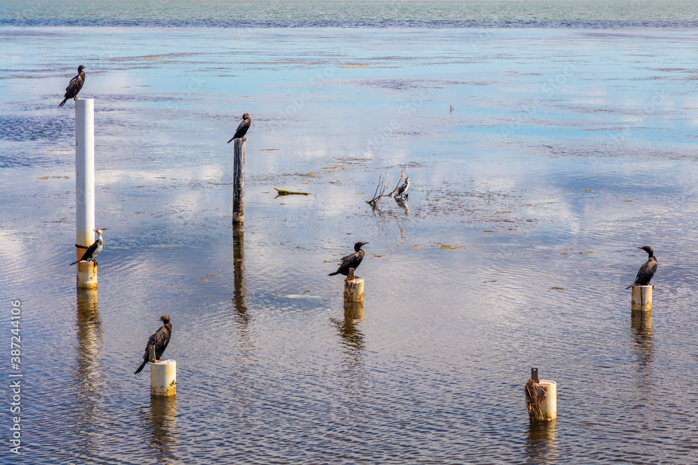 Water birds sitting on posts in the water at The Entrance in regional Australia Water birds sitting on posts in the water at The Entrance in regional Australia