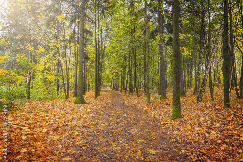 View of the autumn forest at wet evening time.