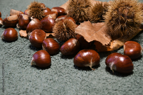 closeup of chestnuts with hedgehogs and chesnut leaves