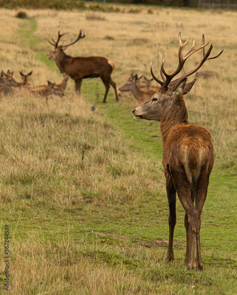 Young red deer watching at an Adult deer that is roaring to other males while guarding his herd during rutting season at Richmond Park, London, United Kingdom