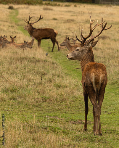 Young red deer watching at an Adult deer that is roaring to other males while guarding his herd during rutting season at Richmond Park  London  United Kingdom