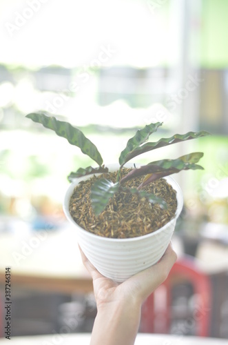 Beautifull Calathea Rufibarba In A White Pot Stands On Holding Right Hand On A Blurred  Background. photo