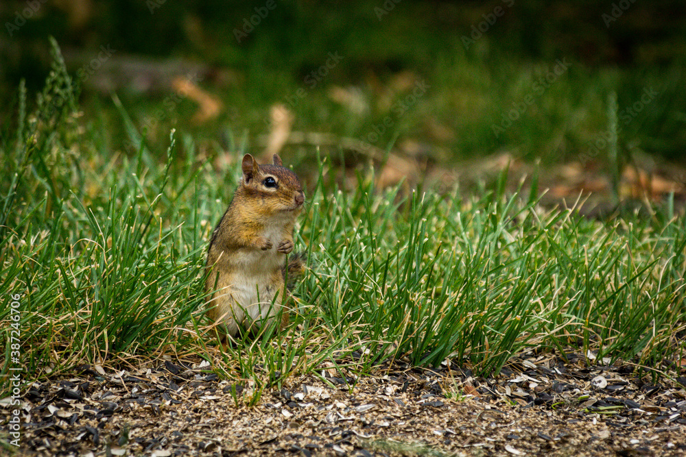 Chipmunk Spring Time Chipmunk Spring Time