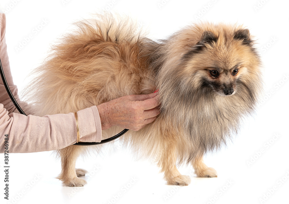 Brown Pomeranian Sheepdog gets checked Brown Pomeranian Sheepdog gets checked