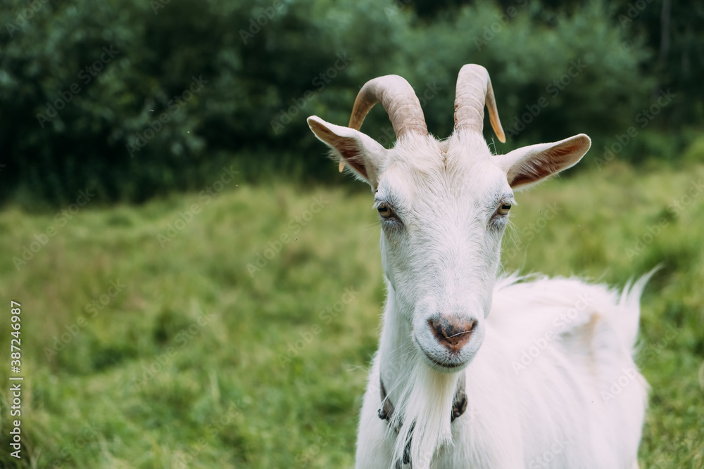 Portrait of a white goat grazing on the grass. Close-up, the animal looks into the camera and wiggles its ears. Portrait of a white goat grazing on the grass. Close-up, the animal looks into the camera and wiggles its ears.