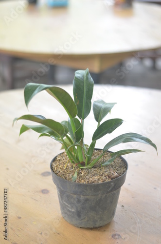 Beautifull Philodendron Martianum In A Black Pot Stands On Wooden Table On A Blurred  Background.